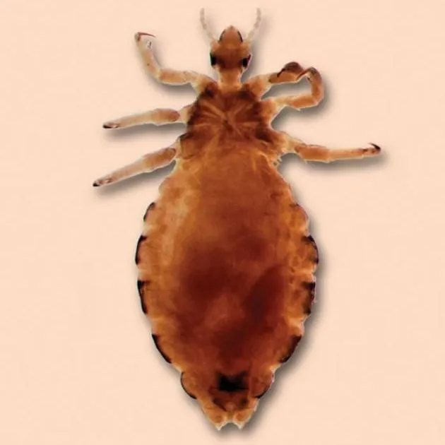 thumbnail for publication: Head Lice